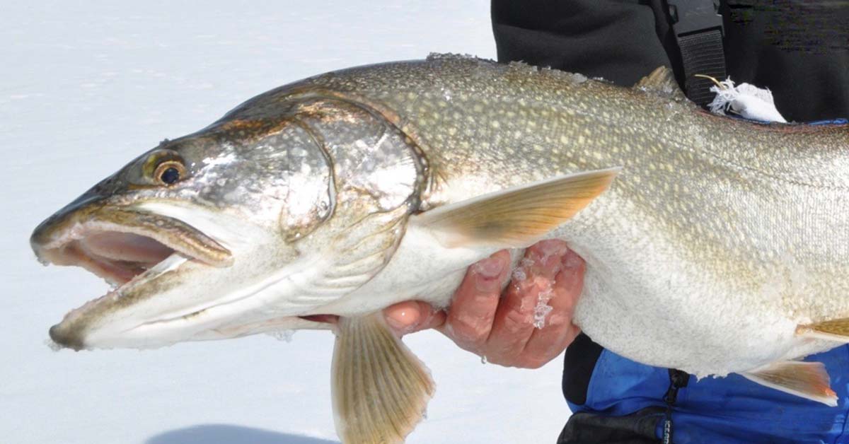 Webinar Improve Your Lake Trout Ice Fishing Tactics